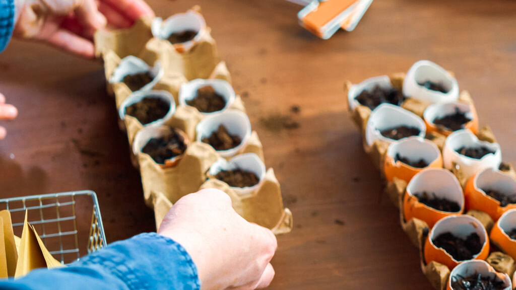 Why High Capacity Baking Units Choose Recyclable Muffin Cups planting seeds